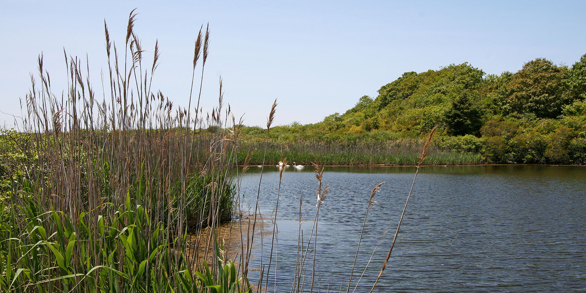 FishersIsland-nature_7470